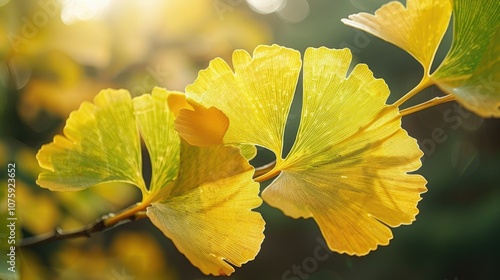 Close-up of yellow ginkgo leaves on a branch with blurred background.