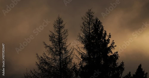 Dark pine trees rise against a backdrop of slowly drifting clouds, revealing a shimmering golden edge in the sky, creating a serene and dramatic atmosphere