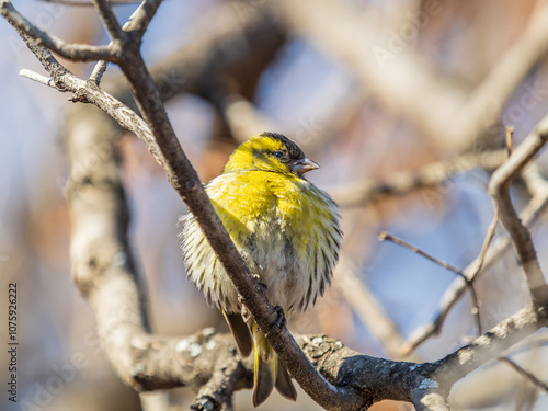 Eurasian siskin male, latin name spinus spinus, sitting on branch of tree. Cute little yellow songbird. photo