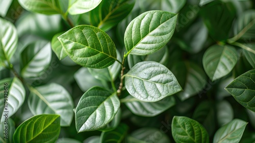 Lush green leaves in a close-up shot, showing the intricate veins and textures of the foliage.