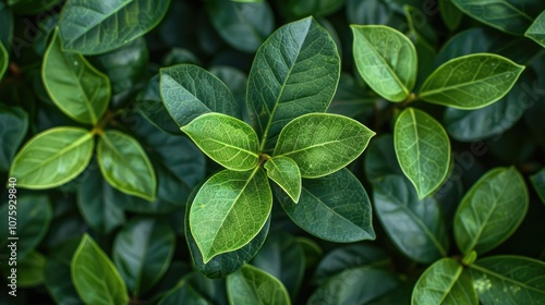 Lush green leaves in a close-up shot with a vibrant texture.