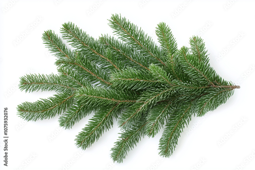christmas tree branch christmas tree branch
