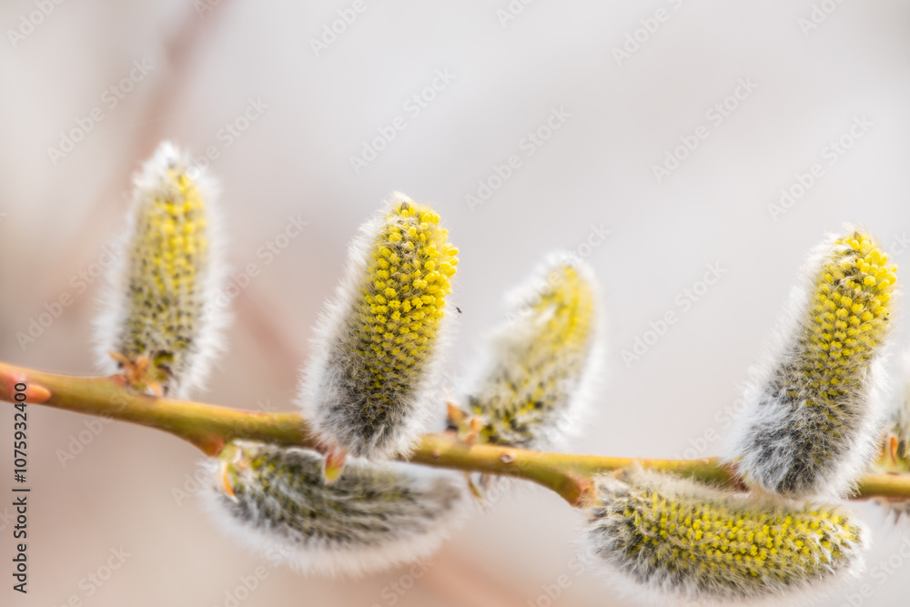 Nature awakes in spring. Blooming willow twigs and furry willow-catkins, so called seals or cats. Holly willow, Salix caprea Nature awakes in spring. Blooming willow twigs and furry willow-catkins, so called seals or cats. Holly willow, Salix caprea