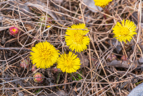 The spring primroses. The bright yellow flowers of coltsfoot in the sunshine. photo