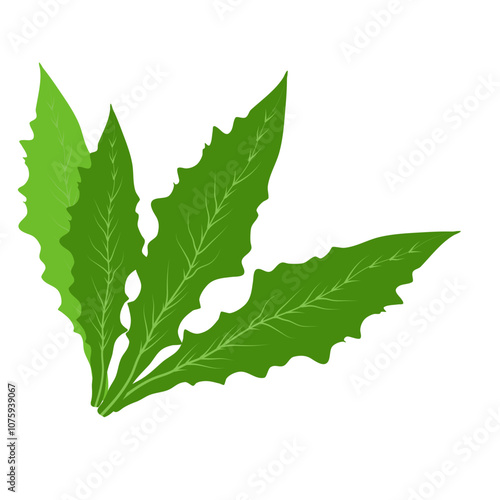 Green leaf of dandelion