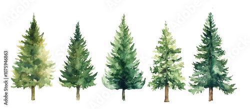 Christmas trees Vector watercolor illustration,Forest, fir trees, pine trees, woods watercolor illustration,festival set