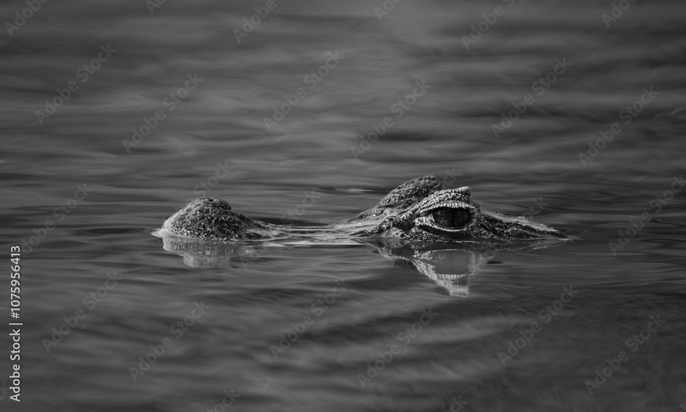 South American calm with snout and eyes just above surface of water South American calm with snout and eyes just above surface of water