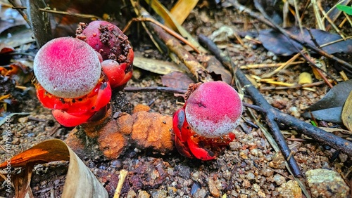 Balanophora fungosa or Balanophora plants on ground in ther rain forest landscape. photo