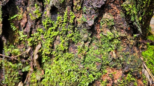 Moss on old wood tree background in the rain forest trails for hiking.