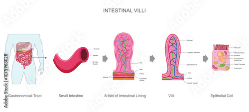 Intestinal villi are tiny, finger-like projections in the small intestine that increase surface area for nutrient absorption into the bloodstream. They contain blood vessels and lymphatics.
