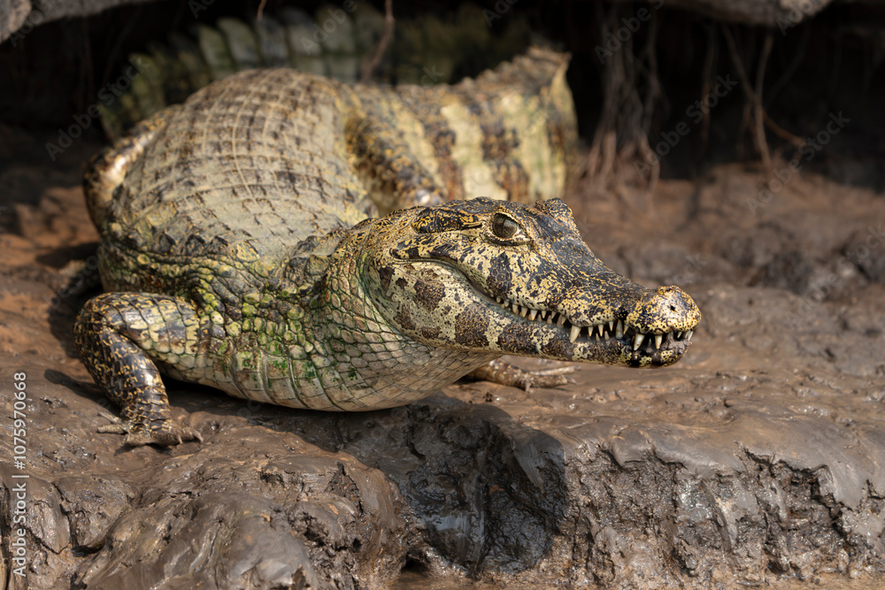 Obraz premium A Caiman sheltering from the day's heat in c crevasse or small cave on edge of riverbank.