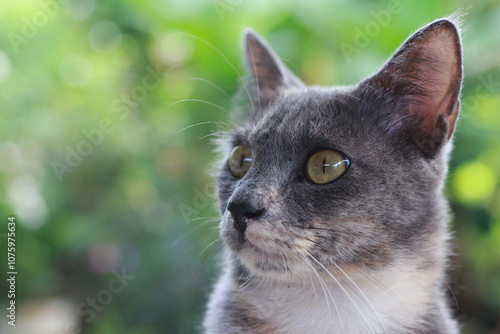 Detailed close-up of a grey and white cat with striking yellow eyes, set against a blurred green background. 