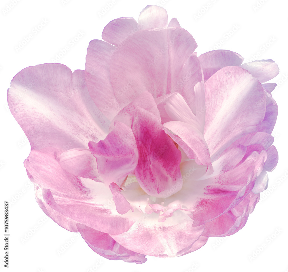 Pink tulip flower on a white isolated background with clipping path. Closeup. For design. Nature. Pink tulip flower on a white isolated background with clipping path. Closeup. For design. Nature.