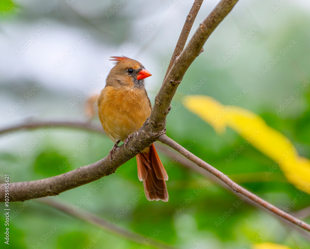 red cardinals standing on the tree trunk red cardinals standing on the tree trunk