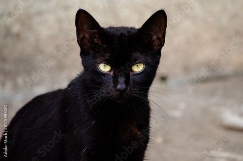 Black Cat