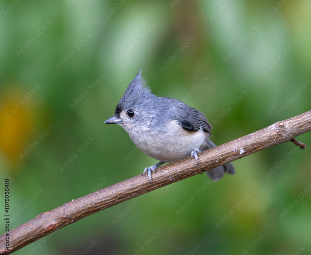 Naklejka premium tufted titmouse standing on tree branch