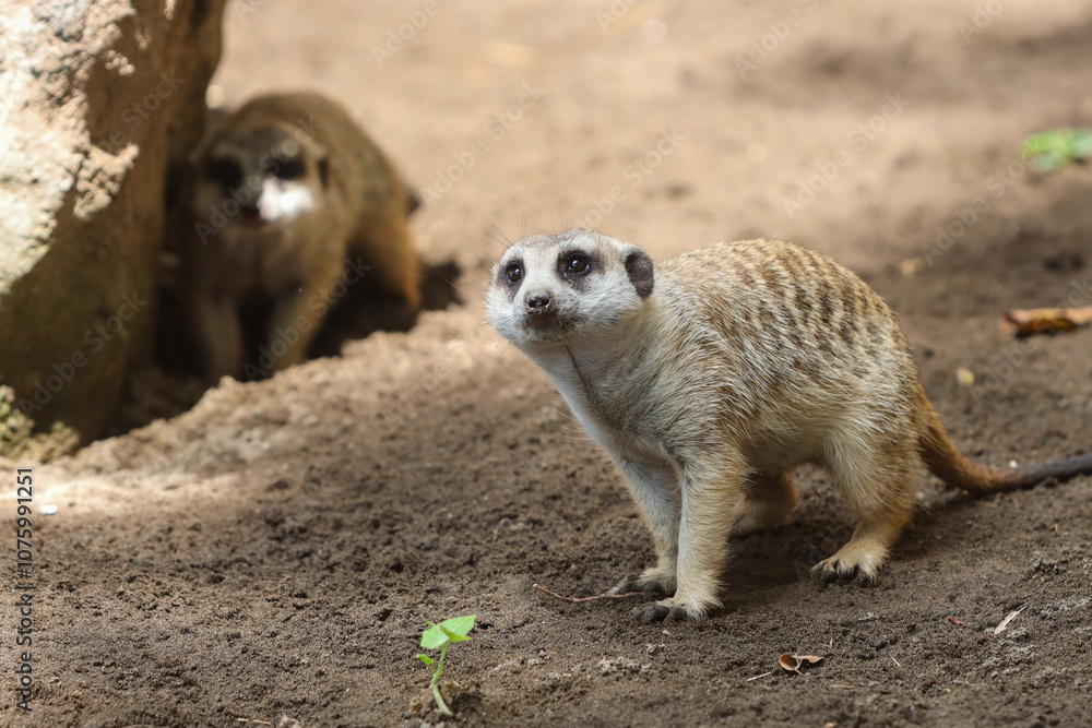 Fototapeta premium two meerkats in outdoor enclosure at the zoo