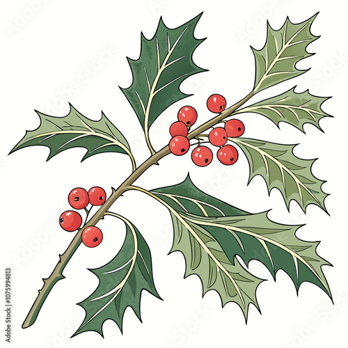 Holly's red berries and green leaves, a festive fruit of the winter season