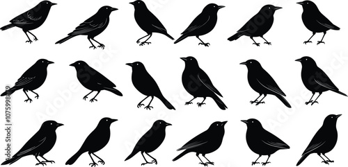 Vector Silhouettes of Birds in Flight , Set of Bird Silhouettes in Black Vector,Silhouettes Vector Collection