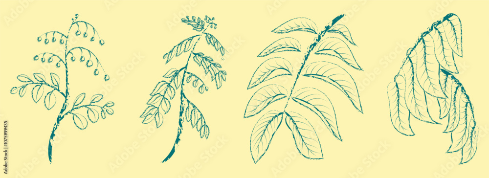 Fototapeta premium PLANTS BOTANICAL POSTER, DOODLE ILLUSTRATION OF MATOA TREE LEAVES, ORGANIC DESIGN ELEMENTS