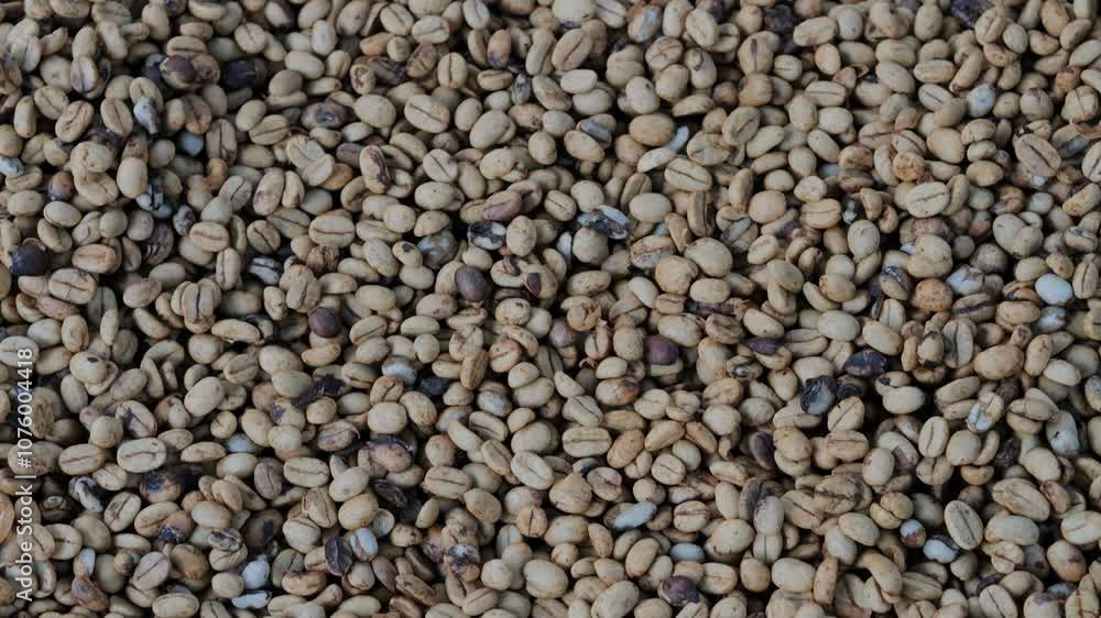 Fresh coffee beans are under sunlight at warm weather day. . High quality 4k footage Fresh coffee beans are under sunlight at warm weather day. . High quality 4k footage