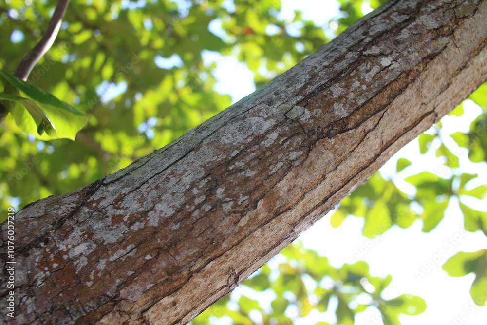 Obraz premium Tree branch with cracked bark texture in nature