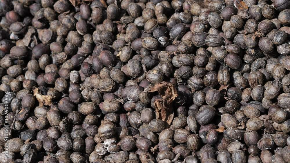Fresh Coffee berries are under sunlight at warm weather day. Fresh Coffee berries are under sunlight at warm weather day.