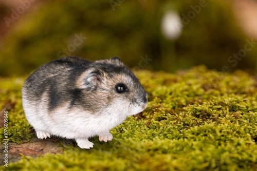 rare animals wildlife cute small hamster photo