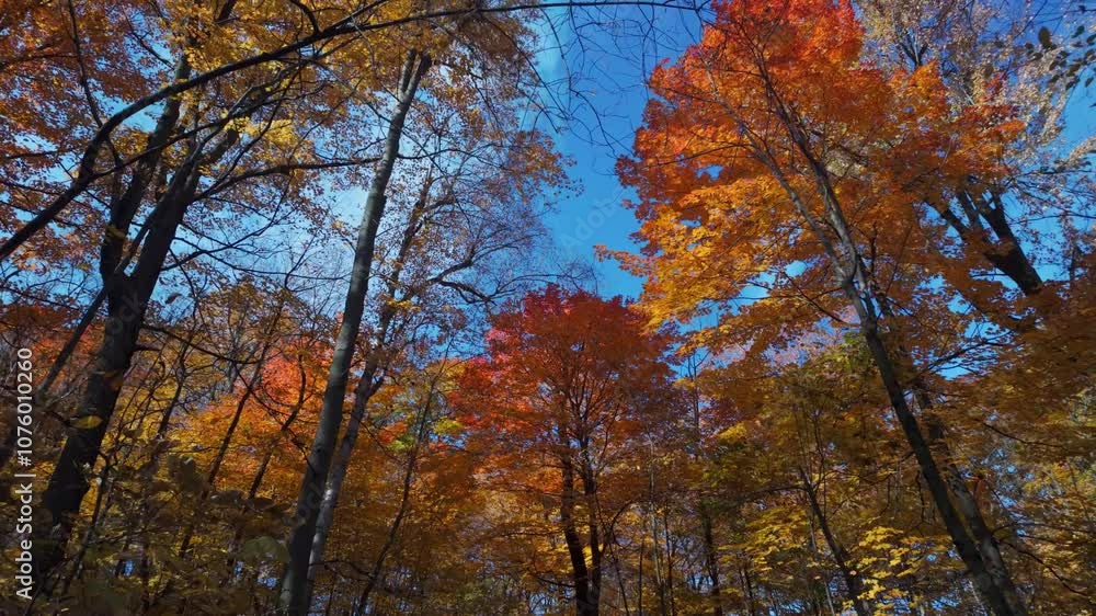 Vibrant autumn leaves in shades of red and orange cover trees in Mount Royal, Montreal, under clear blue skies, upward angle Vibrant autumn leaves in shades of red and orange cover trees in Mount Royal, Montreal, under clear blue skies, upward angle
