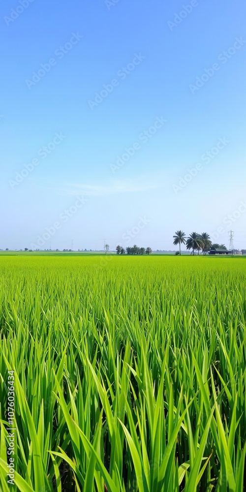 Fototapeta premium A vibrant green rice paddy field stretches across the Asian countryside, with lush plants swaying in the breeze under a clear blue sky, Asia, ecology, growth
