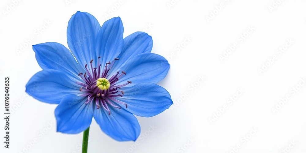 Fototapeta premium Blue flower with intricate details against a plain white canvas, showcasing its unique beauty, floral patterns, detailed, artistic