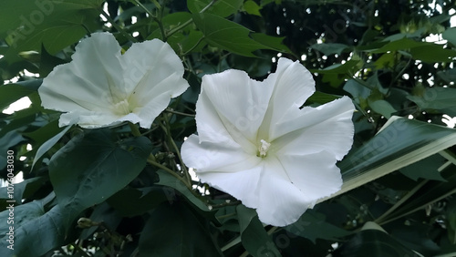 Ipomoea violacea, white flower in the garden