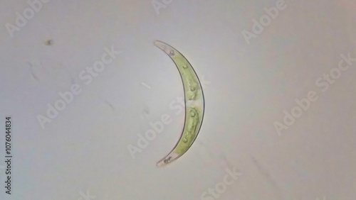 Obraz na plátně A type of unicellular algae in the phylum Chlorophyta called Closterium has a crescent-shaped form, translucent, and smooth surface
