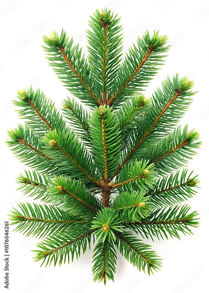 Holiday Spruce Branch Decor. New Year Evergreen Art. Pine Branch Festive Look. Spruce Branches on White. Winter Greenery Design. Holiday Spruce Branch Decor. New Year Evergreen Art. Pine Branch Festive Look. Spruce Branches on White. Winter Greenery Design.