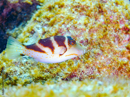 美しいハナキンチャクフグ（フグ科）他。 英名学名：Crown Toby (Canthigaster axiologus) 静岡県伊豆半島賀茂郡南伊豆町中木ヒリゾ浜2024年 