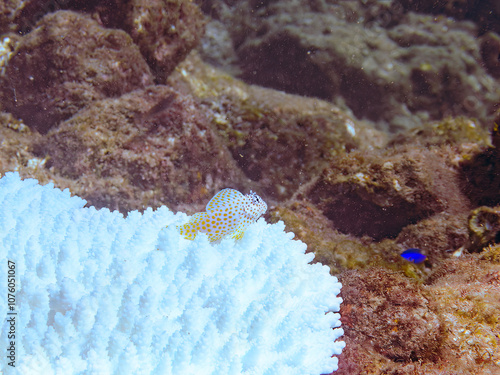 高海水温が続いているのでサンゴの白化現象が起きている。
テーブルサンゴとセダカギンポ（イソギンポ科）の幼魚とソラスズメダイ（スズメダイ科）他の群れ。
英名学名：Leopard blenny, Exallias brevis
Heavenly Damselfish, Pomacentrus coelestis
Table coral, Acropora Solitaryensis
2024
 photo