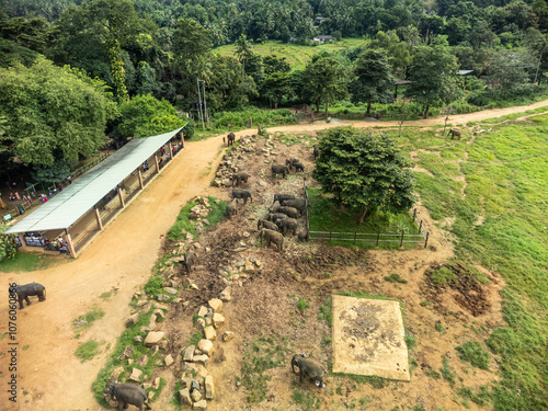 Pinnawala the largest herd of captive elephants in the world. photo