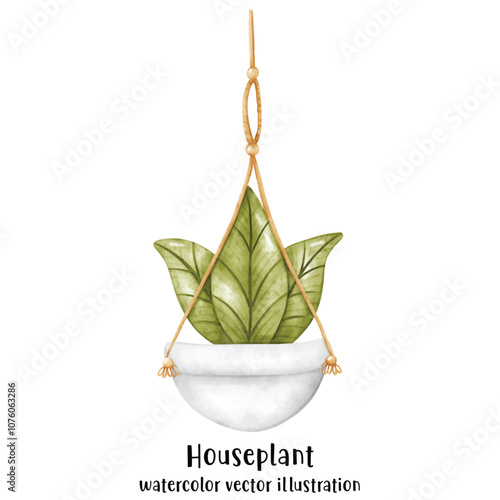 Plant, Hanging plant, hanging house plant pot. Home interior flowerpots. Indoor various macrame houseplants. Home office garden hanging plants.