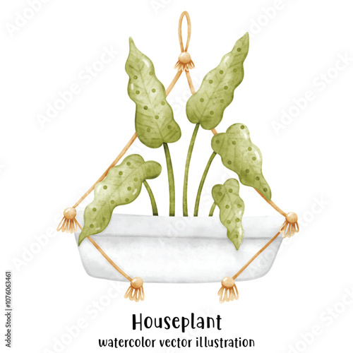 Plant, Hanging plant, hanging house plant pot. Home interior flowerpots. Indoor various macrame houseplants. Home office garden hanging plants.