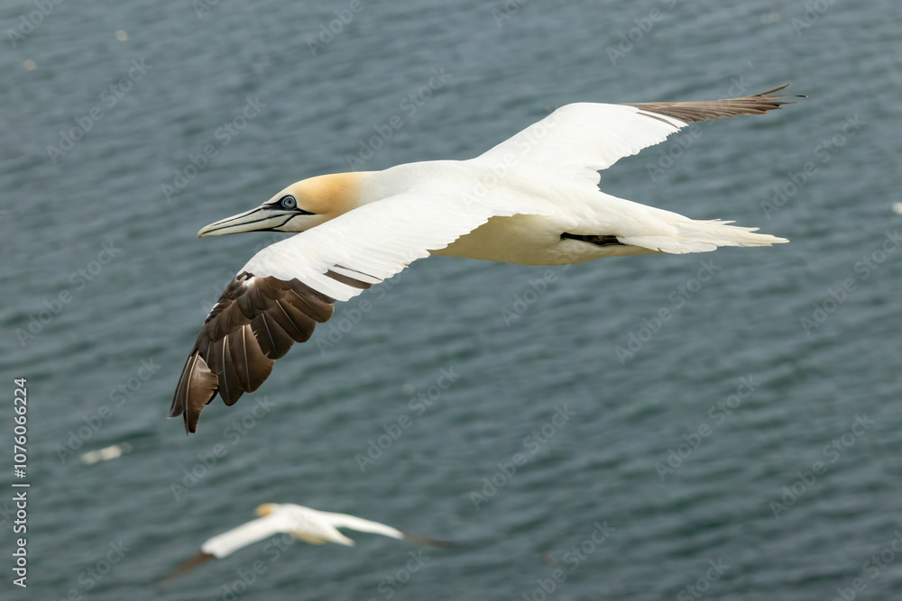 Northern Gannet on breeding rocks of Bempton cliffs, UK Northern Gannet on breeding rocks of Bempton cliffs, UK