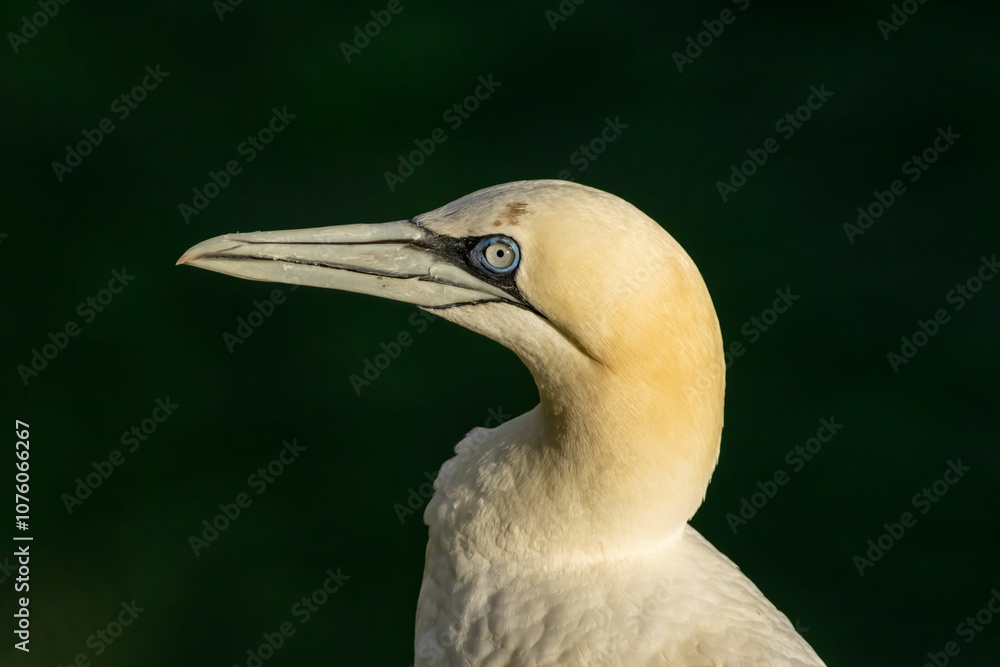 Fototapeta premium Northern Gannet on breeding rocks of Bempton cliffs, UK