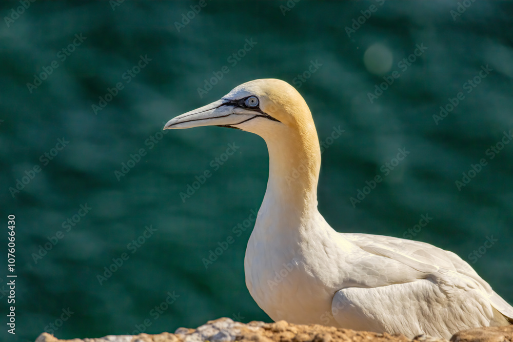 Northern Gannet on breeding rocks of Bempton cliffs, UK Northern Gannet on breeding rocks of Bempton cliffs, UK