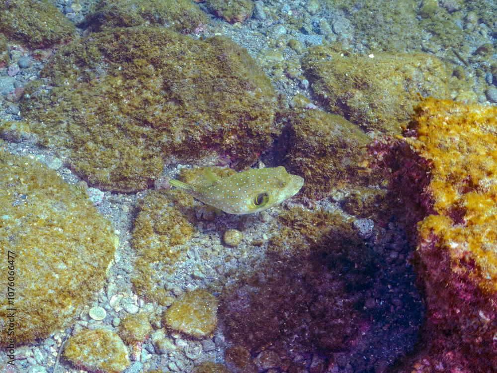 大きく美しいサザナミフグ(フグ目)。
英名学名:White-spotted puffer (Arothron hispidus)
静岡県伊豆半島賀茂郡南伊豆町中木ヒリゾ浜2024年
大きく美しいサザナミフグ(フグ目)。
英名学名:White-spotted puffer (Arothron hispidus)
静岡県伊豆半島賀茂郡南伊豆町中木ヒリゾ浜2024年
