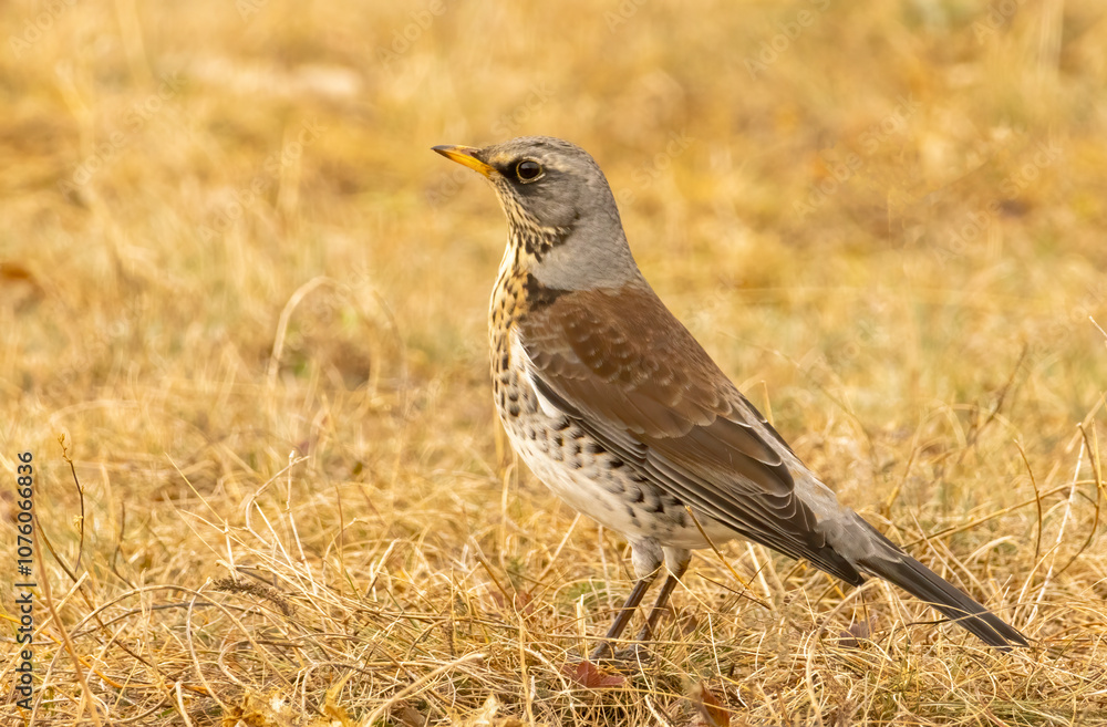 Fototapeta premium Fieldfare perch in natural habitat