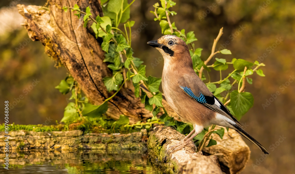 Forest bird Jay (Garrulus glandarius) Forest bird Jay (Garrulus glandarius)
