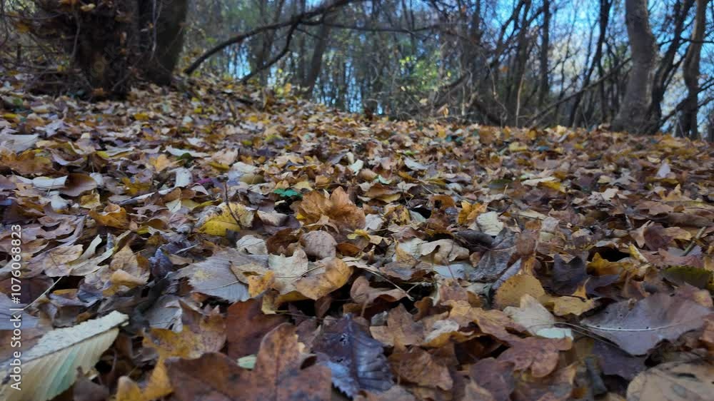 Forest floor covered with dry autumn leaves Forest floor covered with dry autumn leaves