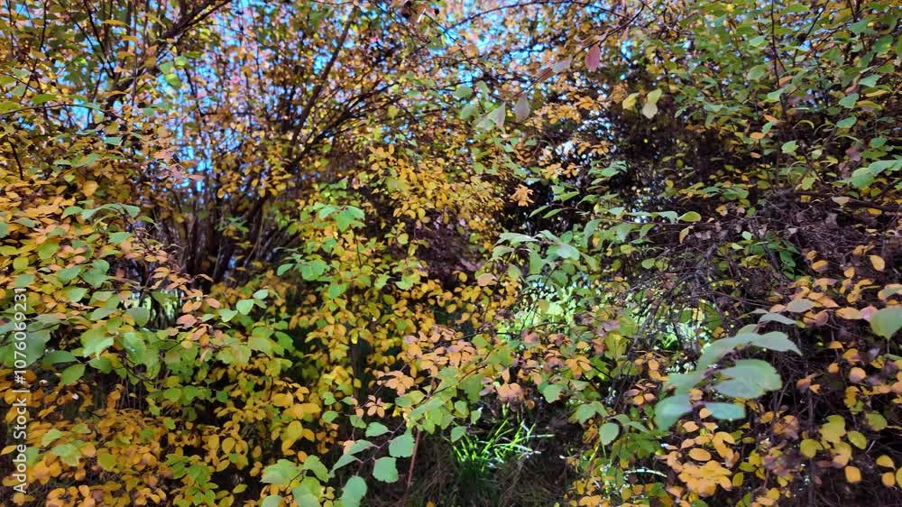 Lush autumn bush with green and yellow leaves Lush autumn bush with green and yellow leaves
