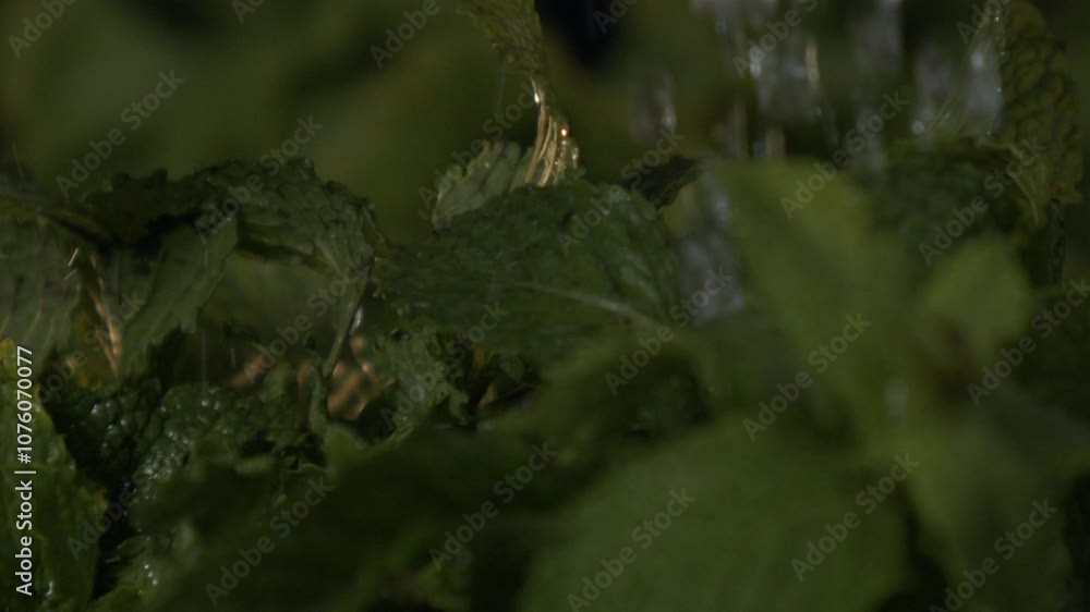 Washing green mint leaves to ensure freshness and aroma Washing green mint leaves to ensure freshness and aroma
