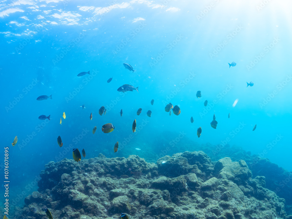 Fototapeta premium 美しいチョウチョウウオ（チョウチョウウオ科）、メジナ（イスズミ科）、ホウライヒメジ（ヒメジ科）他の群れ。 英名学名：Largescale Blackfish (Girella punctata), Whitesaddle goatfish (Parupeneus ciliatus), Oriental ButterflyFish (Chaetodon aurites) 中木ヒリゾ浜2024年 