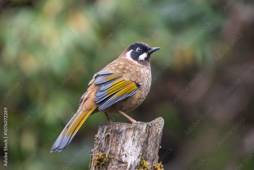 Fototapeta premium Black-faced Laughingthrush close-up shot. The black-faced laughingthrush (Trochalopteron affine ) is a bird species in the family Leiothrichidae.